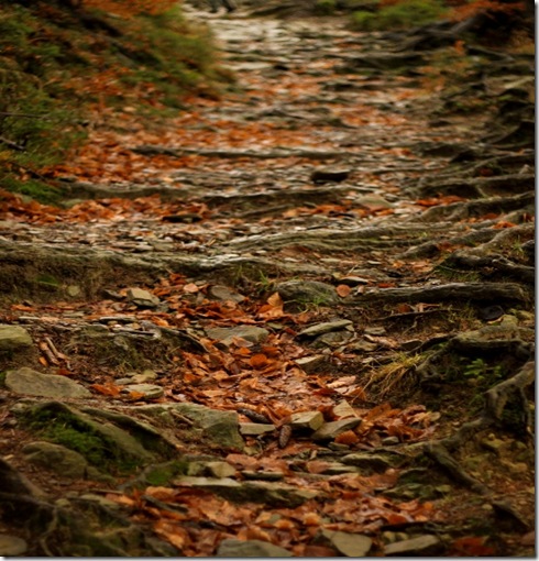Root and rocky road