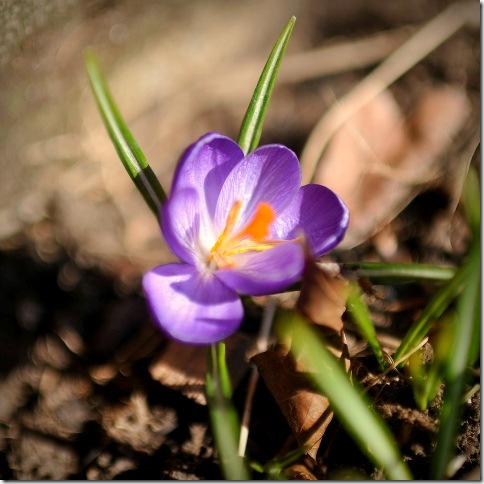 8602900703_711f34d45d_b