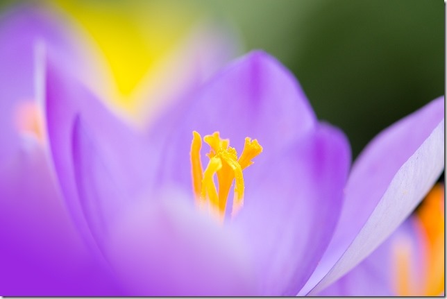 Crocus Flower
