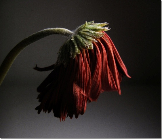 6329363653_536a46fd5c_b